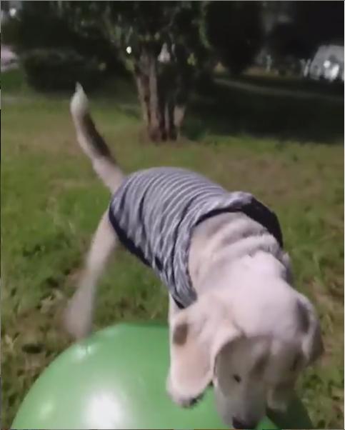 狗狗有多高智商,狗狗跳跃能力有多强