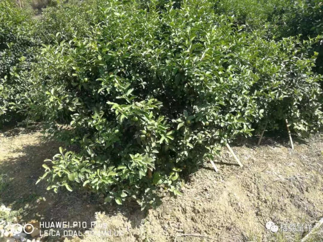 今年柑桔春季管理,柑桔种植全年管理计划