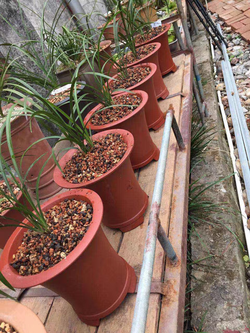 修剪了烂根的兰花怎么上盆和浇水,烂根兰花水培生根后怎么上盆