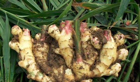 山东寿光生姜高产种植视频,生姜种植是将生姜平放还是竖放