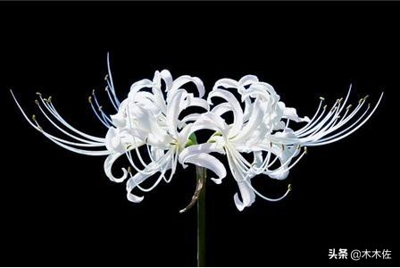 曼陀罗华曼珠沙华彼岸花 (曼珠沙华和曼陀罗华彼岸花)