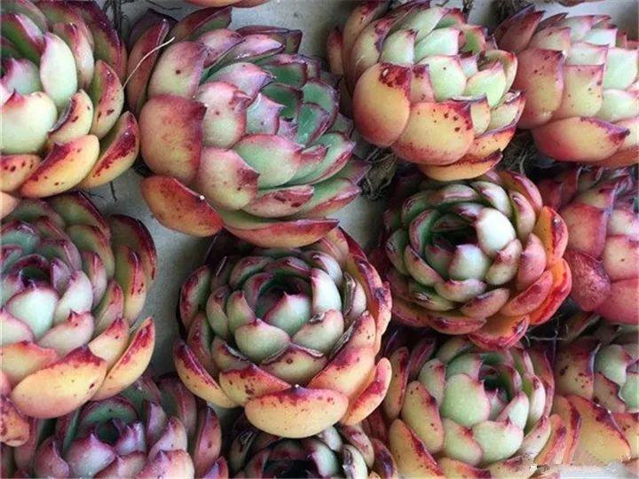 什么多肉夏天也可以继续生长,教你十大多肉养护技巧