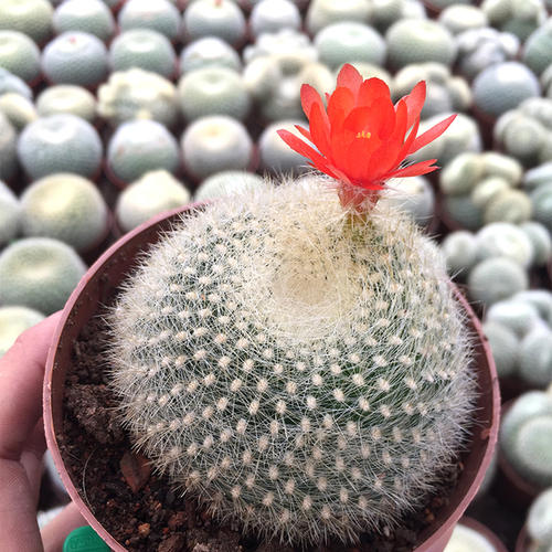 101个仙人球品种,101种仙人球开花图片