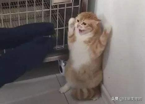 受伤的小猫咪该怎么喂它呢,受伤后的猫咪该怎么康复