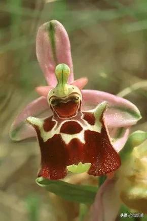 十种稀有长寿花,80个长寿花品种全都美极了