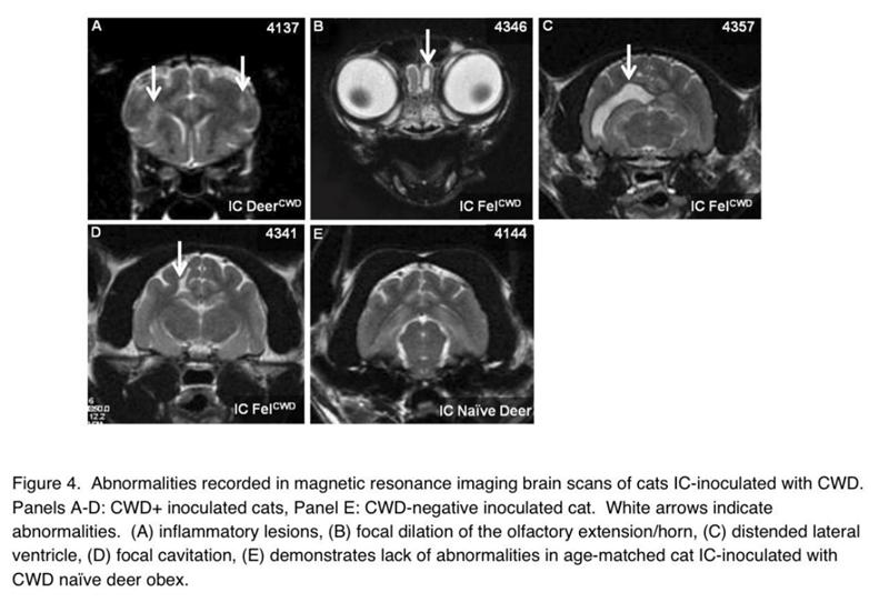 僵尸鹿病毒从何而来,僵尸鹿病在北美传播