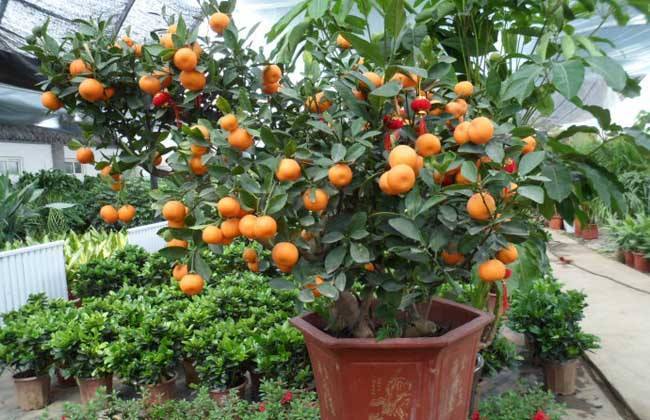 果树盆景院子,果树盆景种