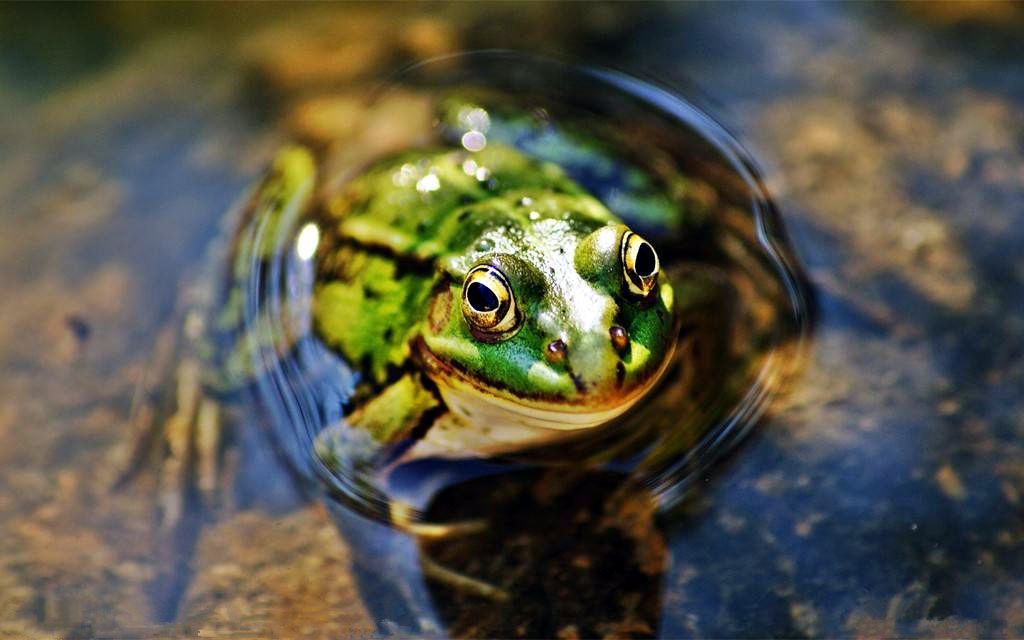 农村偷鸡摸狗被抓到,农村监控下偷鸡一幕真实视频