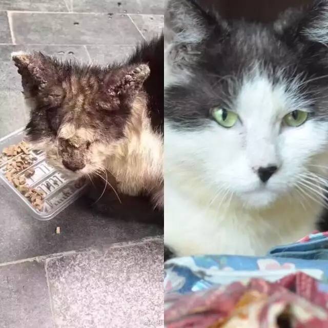 她救下一只得皮肤病脾气巨差的猫咪，花了两个月变身软萌美喵