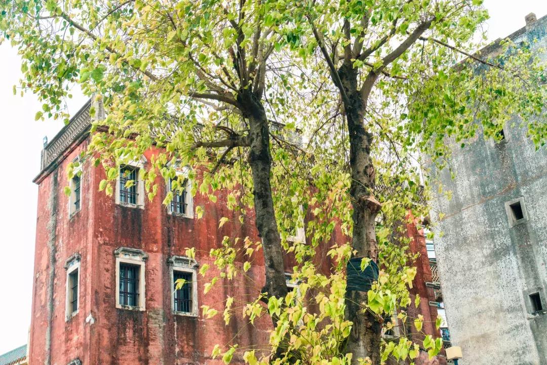 观澜到底有多强,观澜为什么消费很低