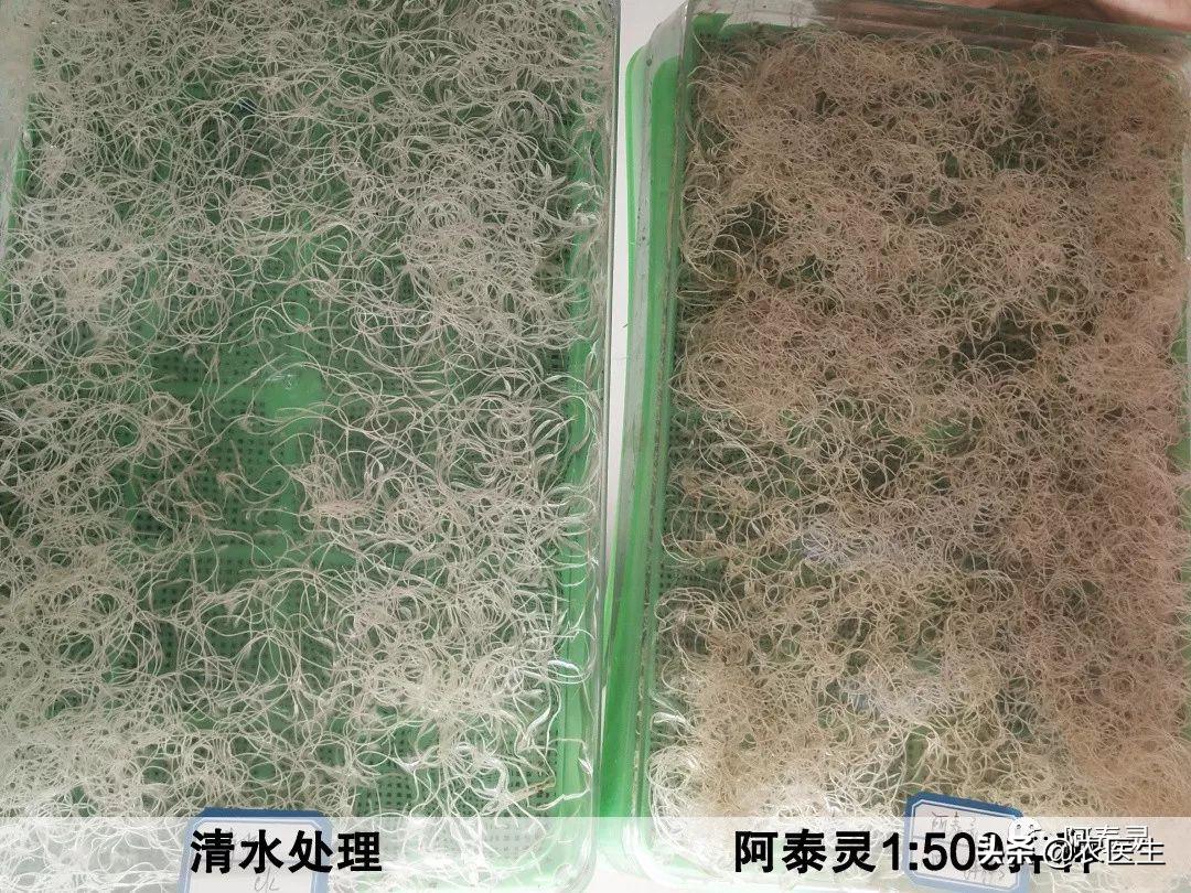 水稻种子需要做哪些处理,水稻种子催芽问题应对