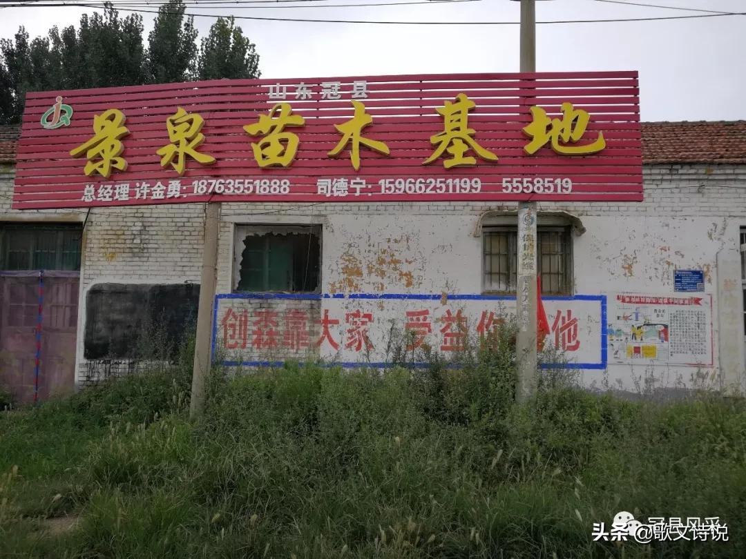 山东冠县精品苗木基地,冠县种植基地