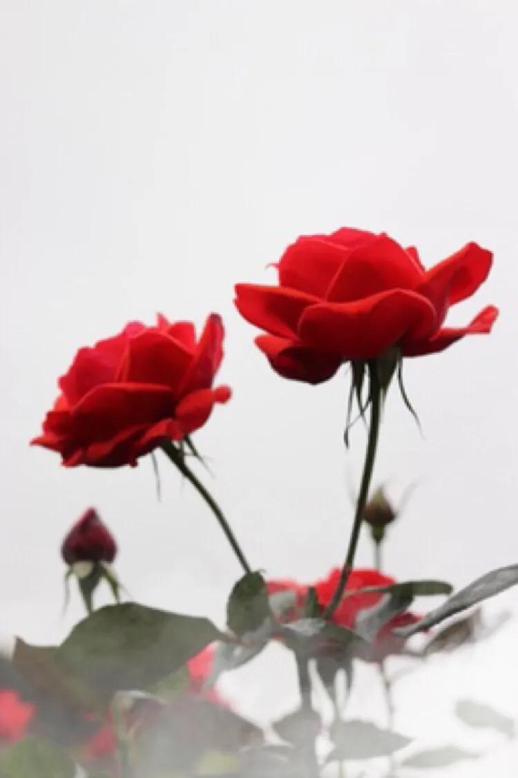 各种不同颜色玫瑰花的花语是什么,各种颜色玫瑰花的花语