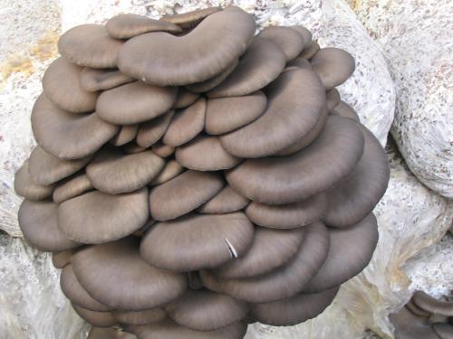 平菇种植方法及配料,平菇的种植技术与配料方法