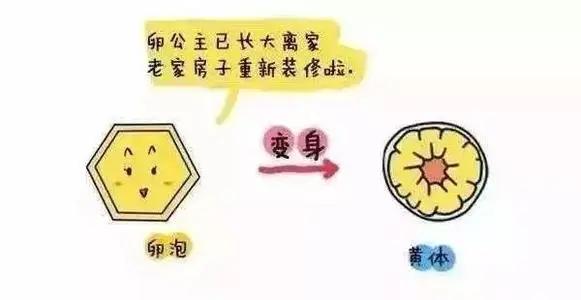 南昌华儿山科普：卵泡正常发育，可就是不排卵，这是为什么？