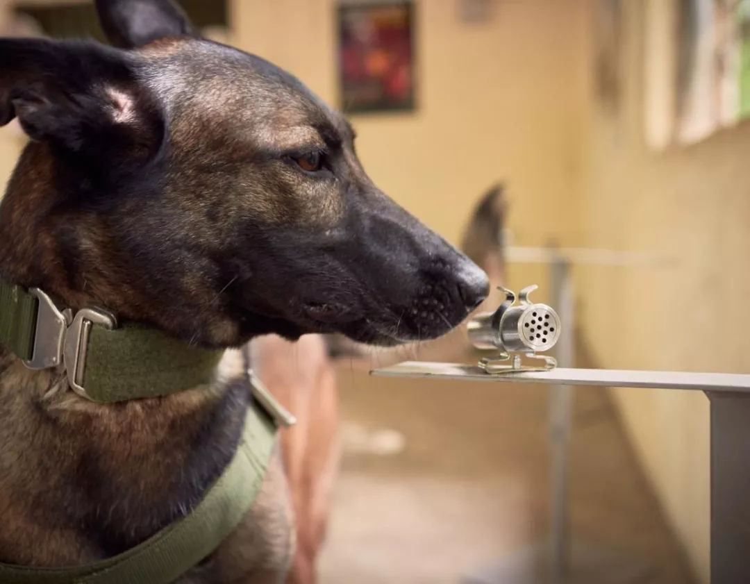 坚决取缔和严厉打击非法野生动物 (域外警讯)