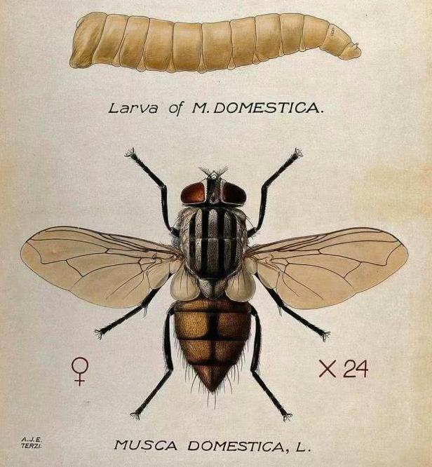 苍蝇什么时候才能被彻底的灭绝,苍蝇消失了对地球有什么影响