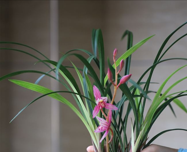 建兰花如何养护,建兰花几月份开花