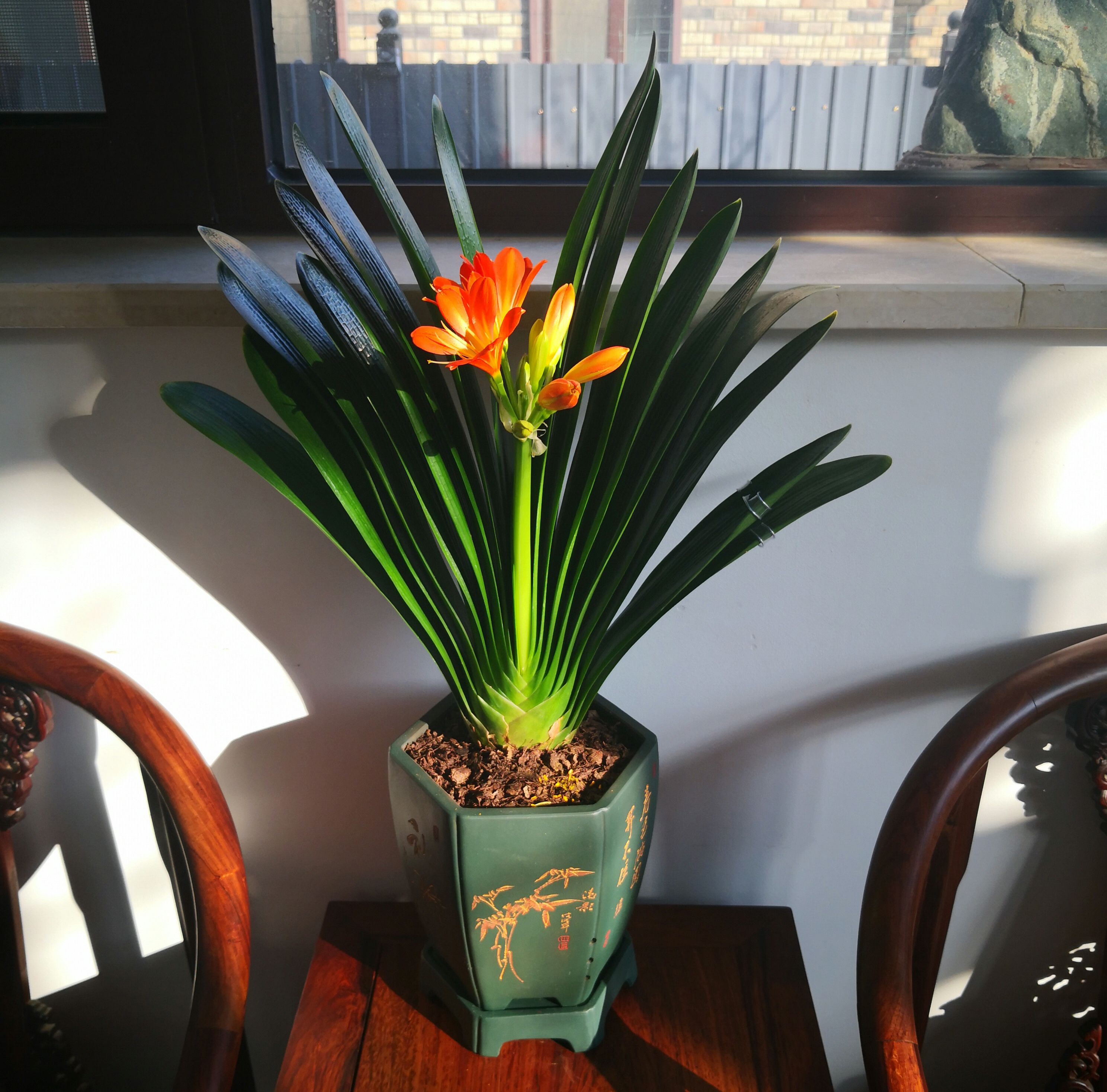 怎样让君子兰根系茂盛,如何促进君子兰根系生长