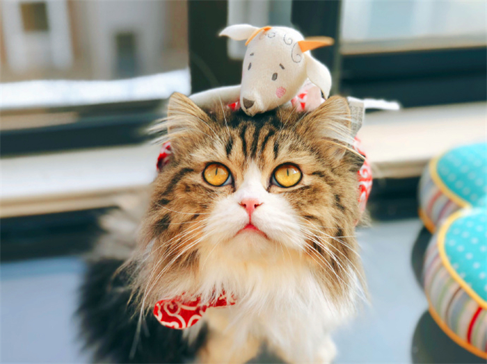 田园猫也是一条生命,中华田园猫中最稀有的田园猫排名