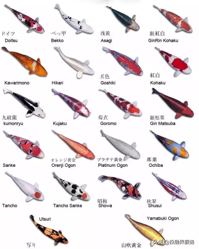 一条鱼卖了296万人民币,一条鱼卖出347万元的价格值不值