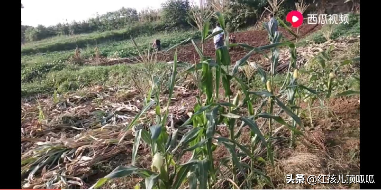 农业盛会庆丰收,农民丰收节庆丰收迎盛会