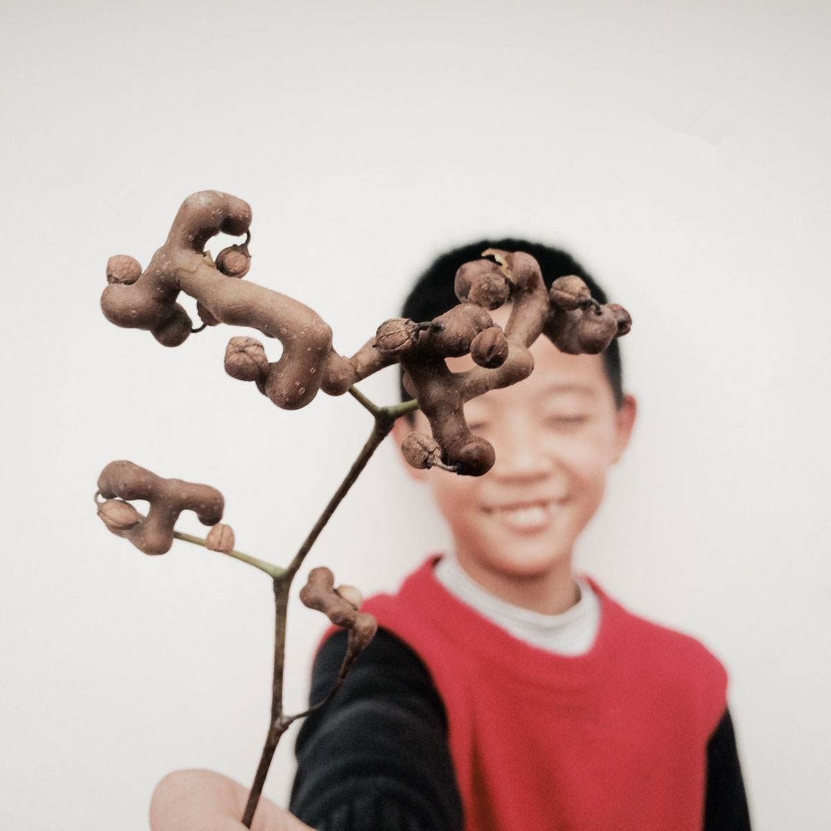 丑陋野果,那些罕见但非常好吃的果子