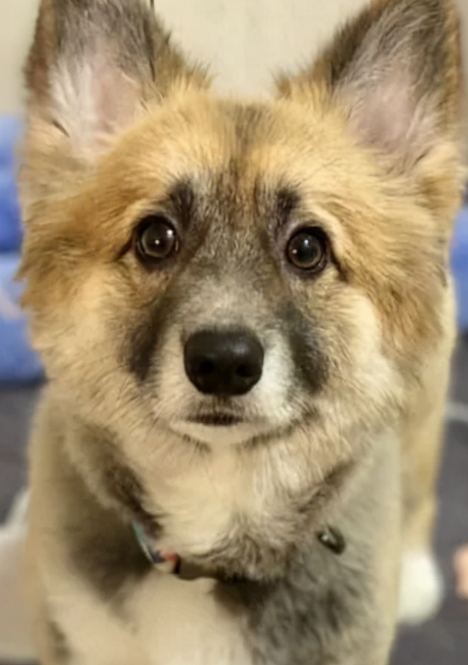 养了只黑色的柯基，一年后却成了“狐狸”，用漂*粉白**洗的？