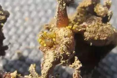 夏黑葡萄各个时间防哪些虫害,葡萄14种常见虫卵图解