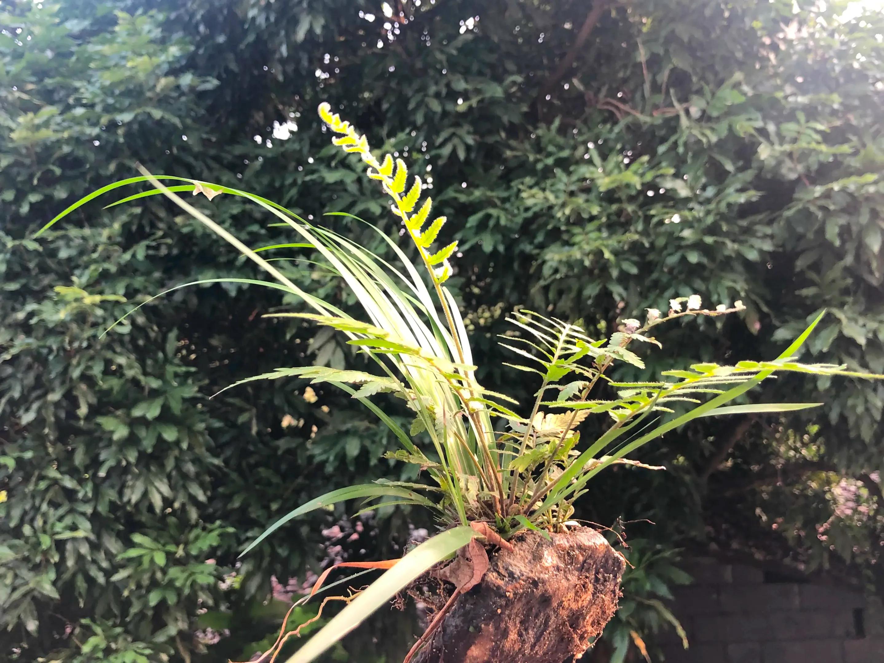 娣卞北鑰佹灄閲庤彍妞嶇墿,鍘诲璁垮北闂寸殑閲庣敓鏈崏妞嶇墿