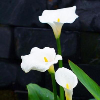 马蹄莲开花清新素雅，掌握五个养护技巧，轻松帮您养好马蹄莲