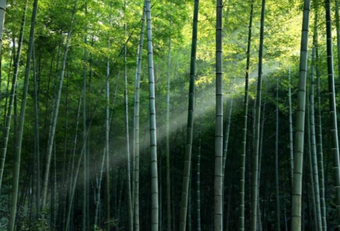 重庆市永川区茶山竹海派出所,重庆市永川区茶山竹海的海拔