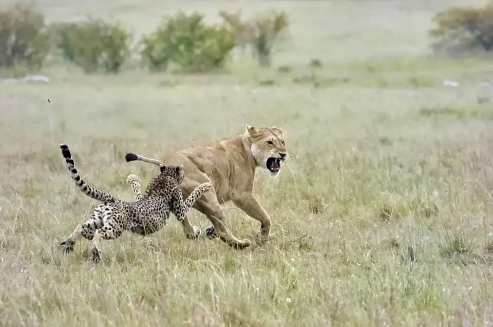 犬科代表非洲野犬,*攻围**狮子,掠夺豹子,暴打鬣狗,成为草原王者