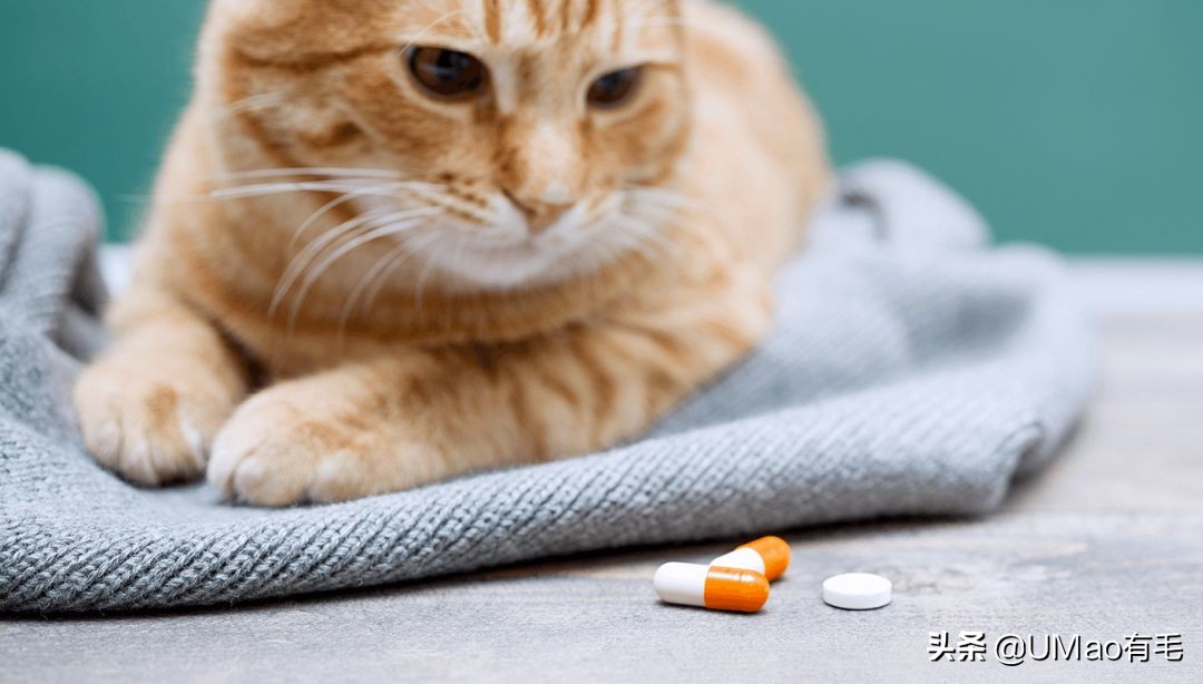 预防应激！6招帮猫咪减少焦虑