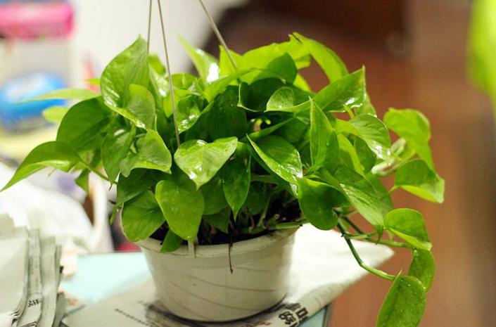 绿萝要怎么养才不会枯萎长得好,绿萝怎么养才能更旺盛不会长芽