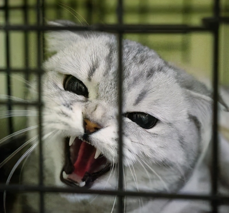 教你几招纠正猫咪坏习惯,猫咪犯错了该怎么打