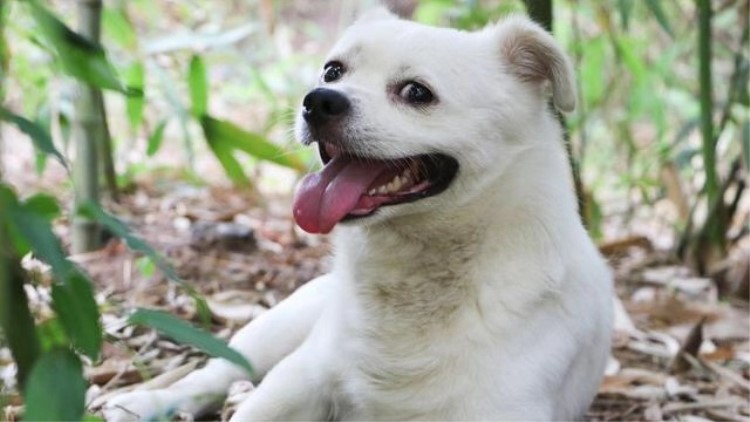 家里有狗需要买些什么,家里有狗狗用品