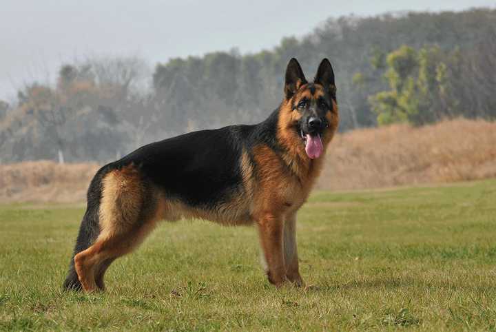 最聪明的十大狗狗品种介绍,史上最全的狗狗品种记得收藏