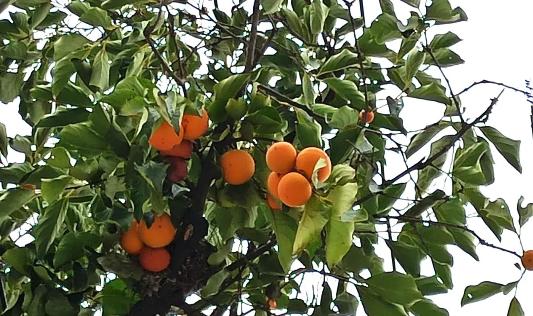 沙湾镇人山人海,沙湾镇发展