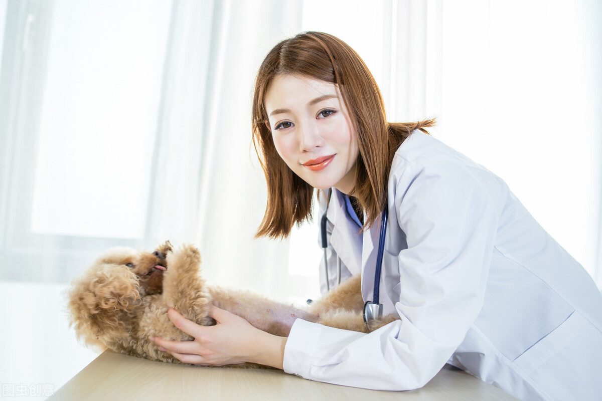 犬蛔虫怎么预防,如何治疗犬蛔虫感染