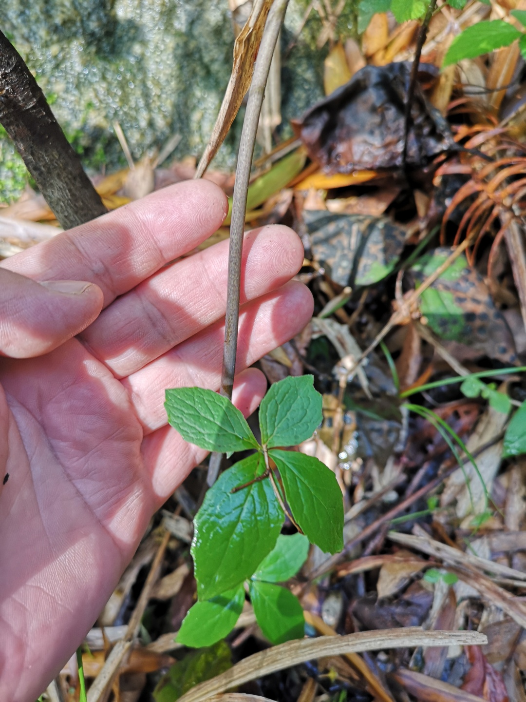 竹林深处探宝——只为了那一棵黄精
