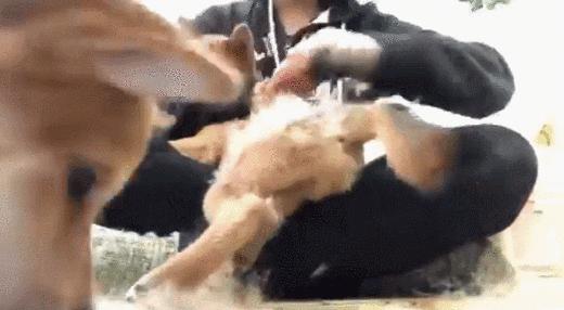 狗本来不掉毛却突然开始掉毛,狗狗身上毛秃了一块