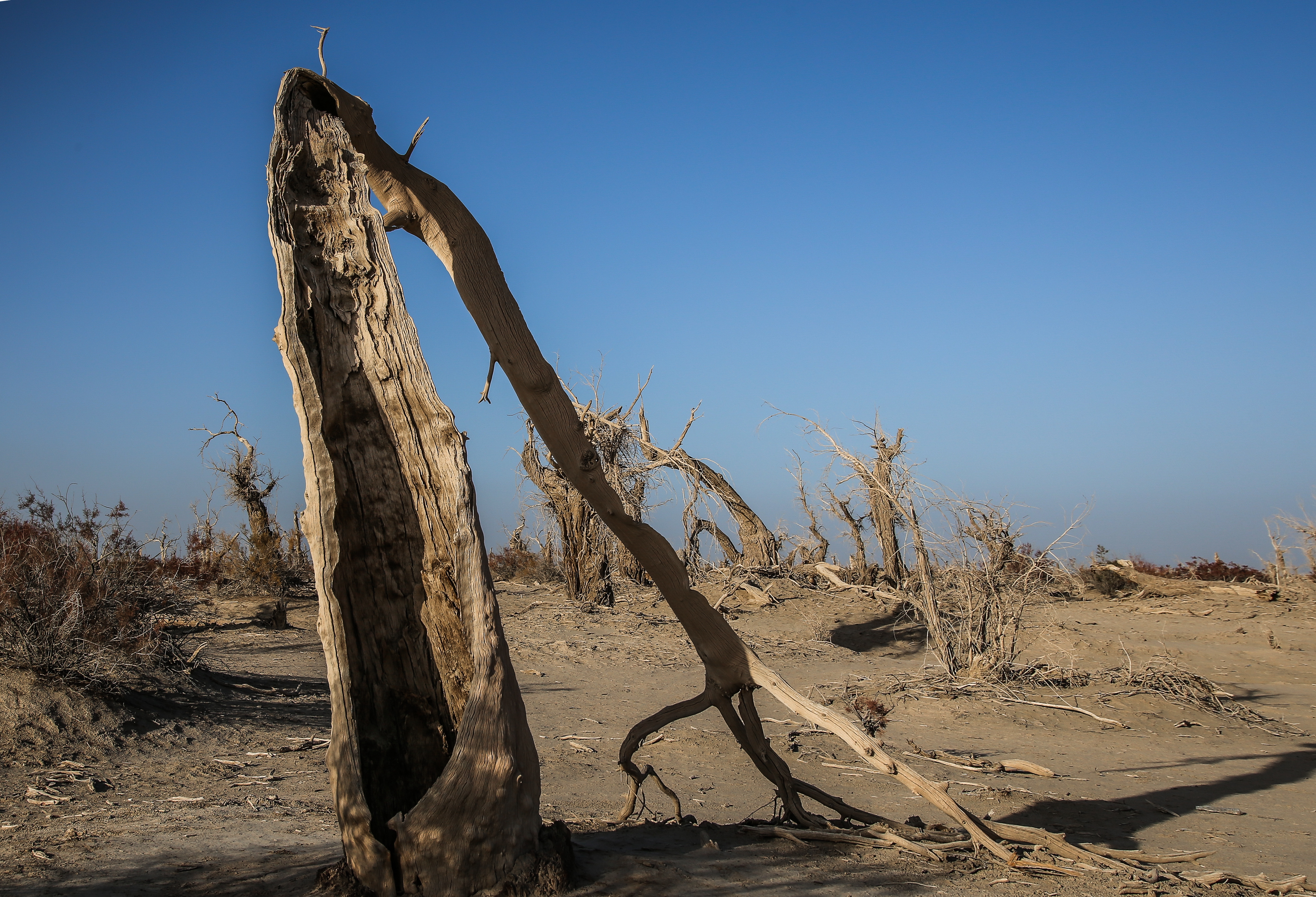 新疆南疆的胡杨,新疆沙雅胡杨林