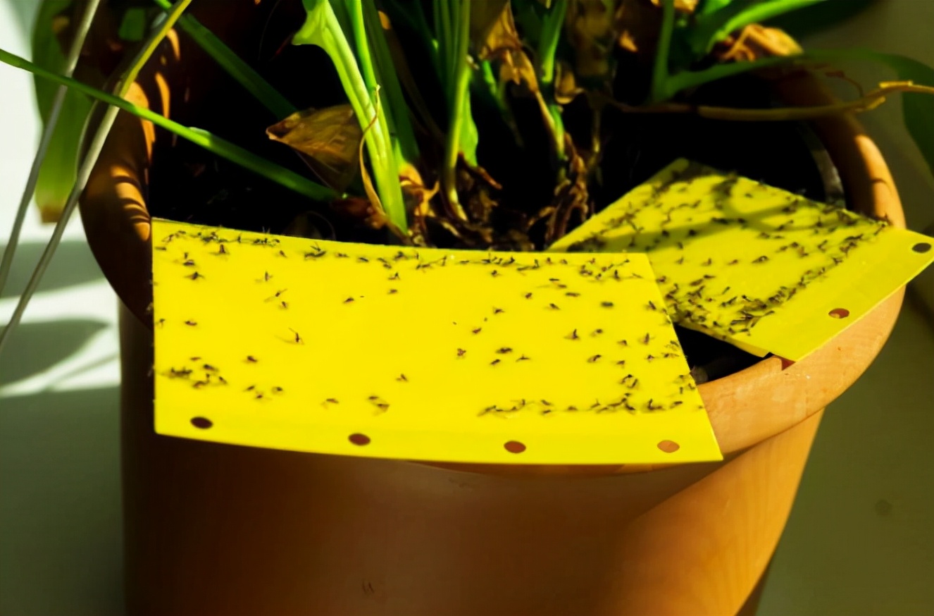 螨虫怎样解决是最好最有效的方法,螨虫大爆发