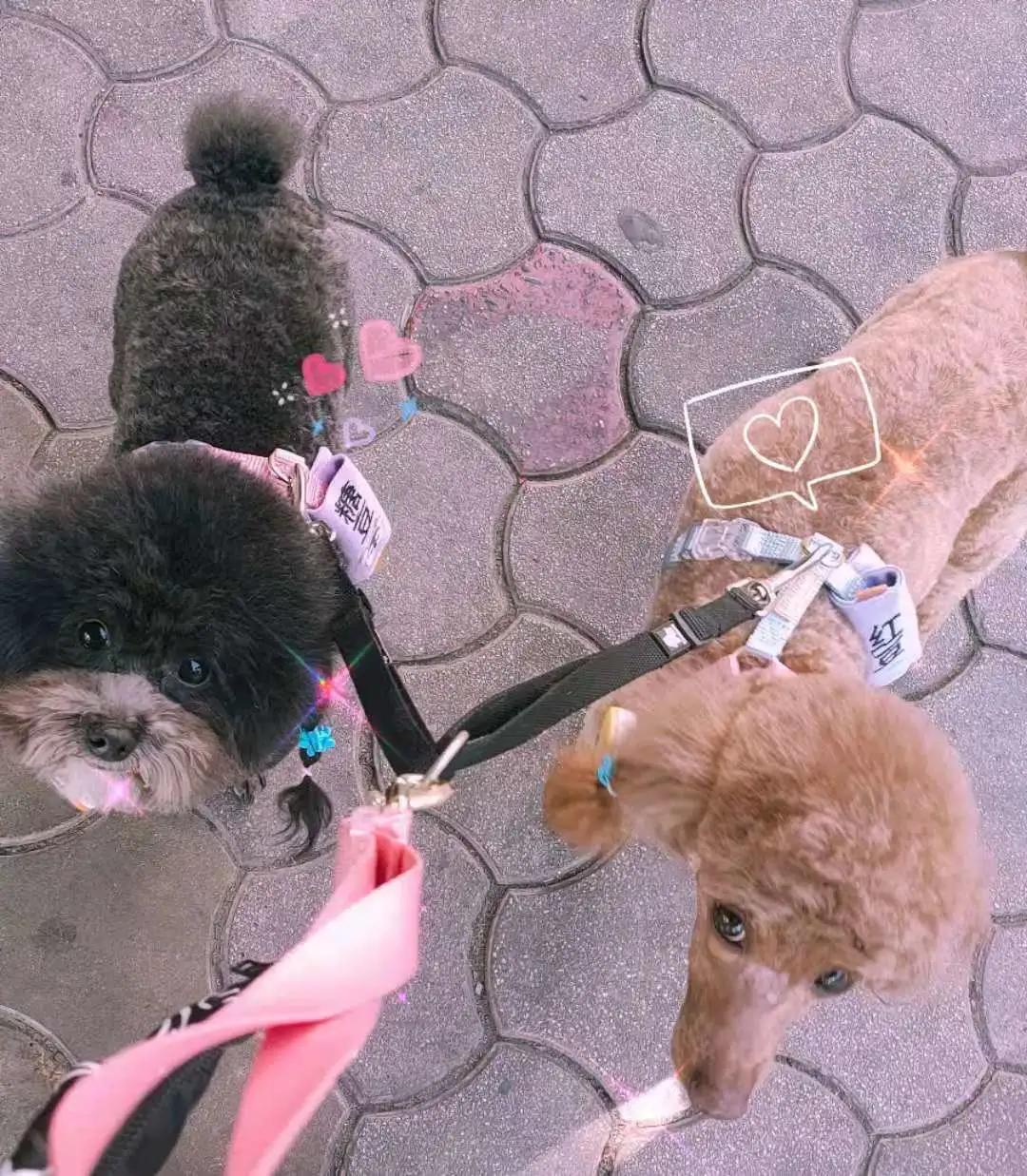 男生猛犬穿女装,男生细狗穿女装