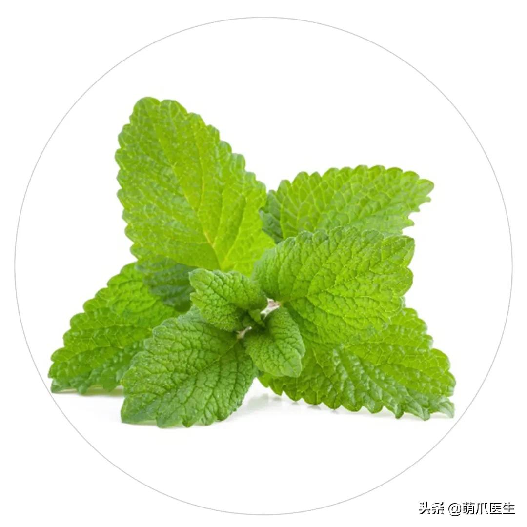 养猫能养啥花草,养了猫还可以养兔子吗