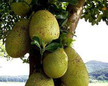 波罗蜜的食性,菠萝蜜在什么地方生长的