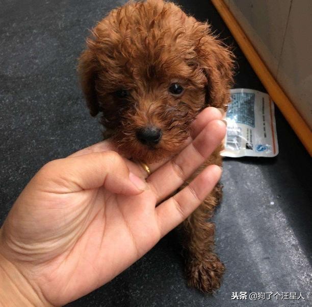 泰迪犬的寿命能达到20岁吗,泰迪犬未生育会影响寿命吗