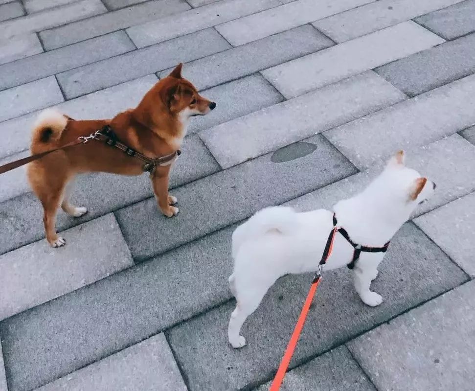 柴犬日料青岛,青岛柴犬日料