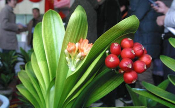 花卉盆栽叶子发黄怎么处理视频,盆栽花草生病怎么解决